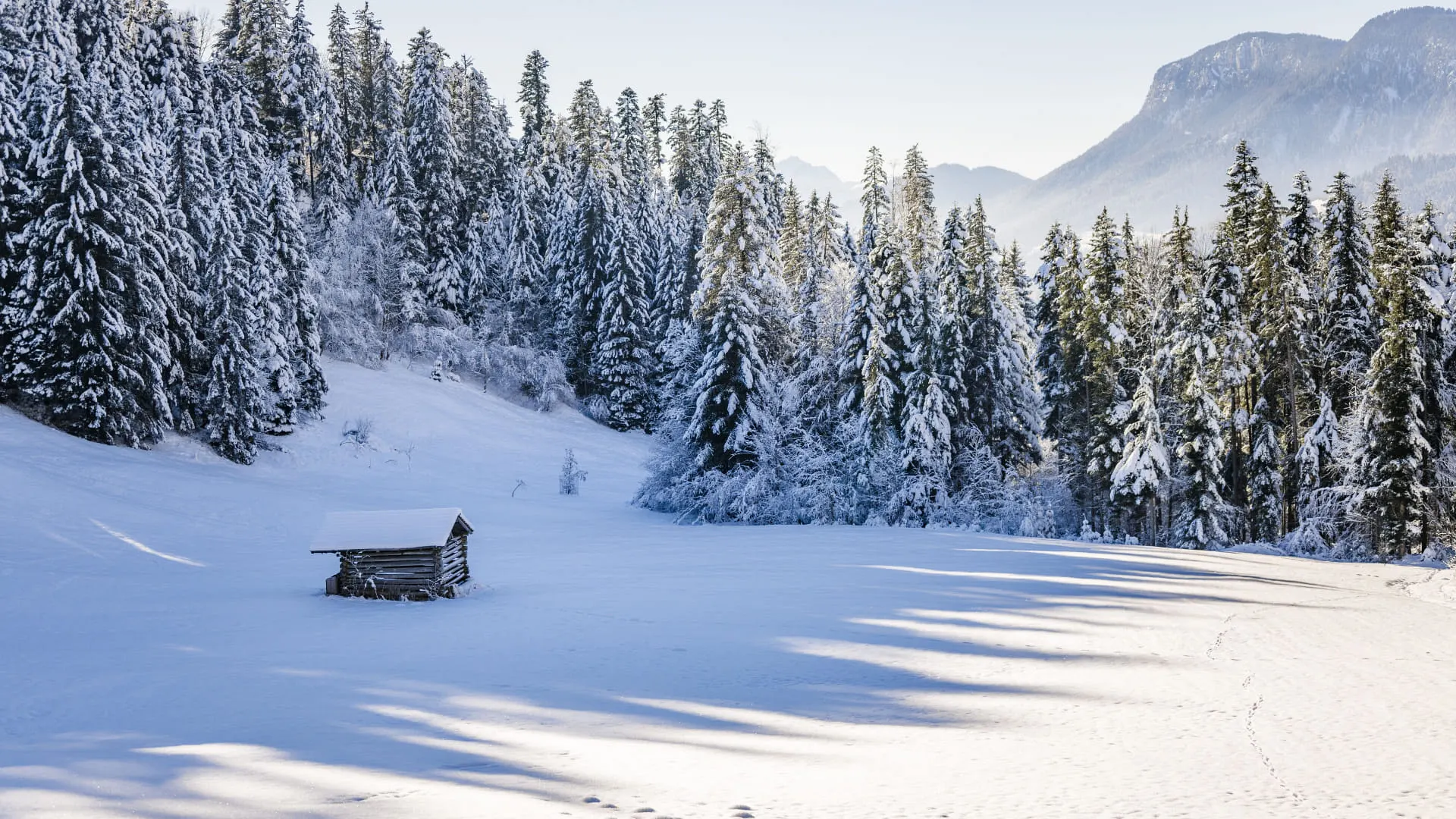 Schneebedeckte Landschaft mit Nadelbäumen und einer kleinen Hütte